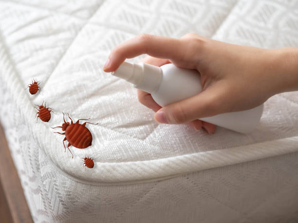 Best Bed Bug Extermination  in Mahomet, IL